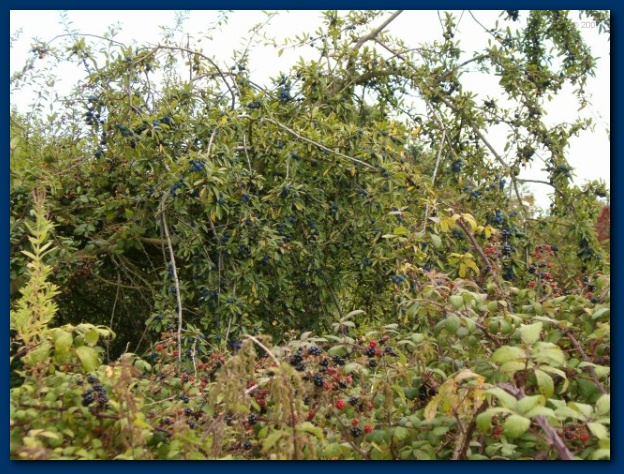 600x449 pixels (181K)